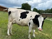 母牛, Holstein breed — 照片 4