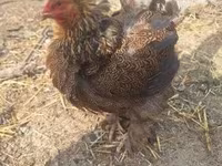 Chickens — 5-сурет