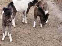اسب نر, Shetland Pony — عکس 5