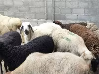 Ovan, Овце — fotografija 3