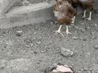 Chickens — foto 2