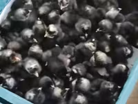Chickens — լուսանկար 2