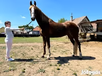 Klisna, Dutch warmblood horse — foto 3