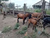 Kambing jantan, Alpine goat — foto 2
