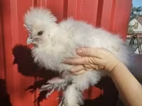 Silkie — foto 3