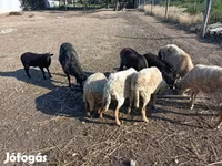 Baran, Owce — zdjęcie 3