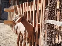 公羊, Rhon sheep — 照片 1