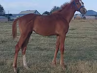 اسب نر, Thoroughbred horse — عکس 2