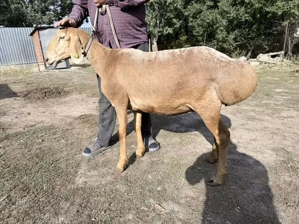 میش, Arashan sheep