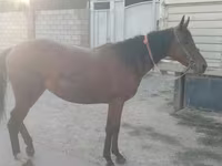 Mare, Anglo-Arabian — photo 2