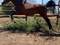 Cavallo, Shagya — foto 2