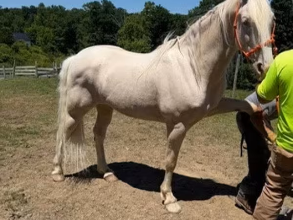 Кінь, Kentucky mountain daddle horse