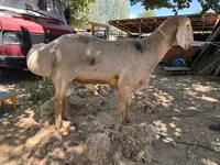 แกะตัวผู้, Hissar sheep — รูปภาพ 1