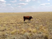 Lembu ternakan (lot, jantina tidak dinyatakan), Cattle — foto 2