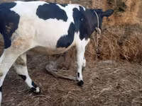 گاو نر, Russian Black pied cattle — عکس 6
