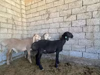 雄羊, Arashan sheep — 写真 6