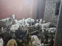 بز ماده, بز — عکس 5