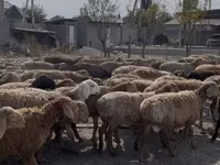 Montone, Rhon sheep — foto 3