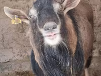 Արու այծ, Alpine goat — լուսանկար 3
