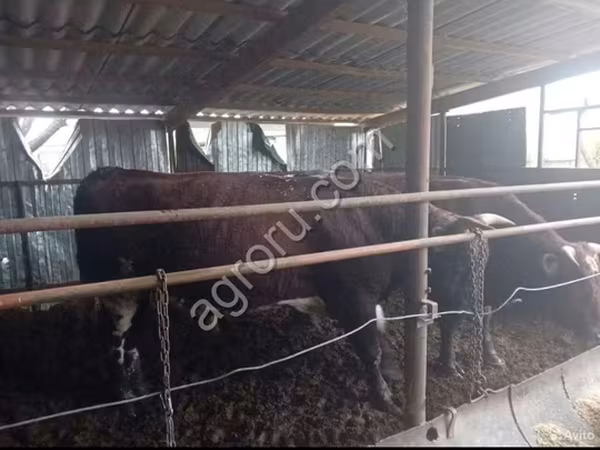 Bull, Cattle — Russia