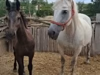 Mare, Horses — photo 2