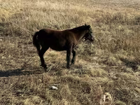 Pastuv, Коњи — fotografija 1