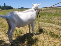 Ri’ dhaddig, Saanen goat — sawirka 1