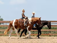 Koń, Pinto horses — zdjęcie 7