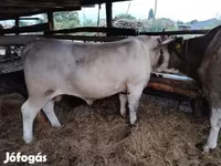 雄牛, Charolais cattle — 写真 2
