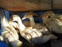 Chickens — fotografija 2