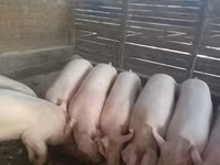 Babi betina — foto 6