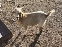 Ziegenbock, Ziegen — Foto 5