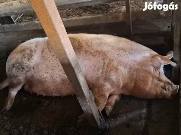 Scrofa, Дюрок