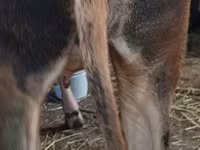 母牛, Swiss cattle — 照片 2