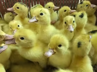 Ducks — fotografija 6