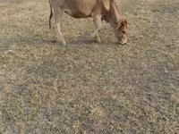 گاو ماده, گاو — عکس 3