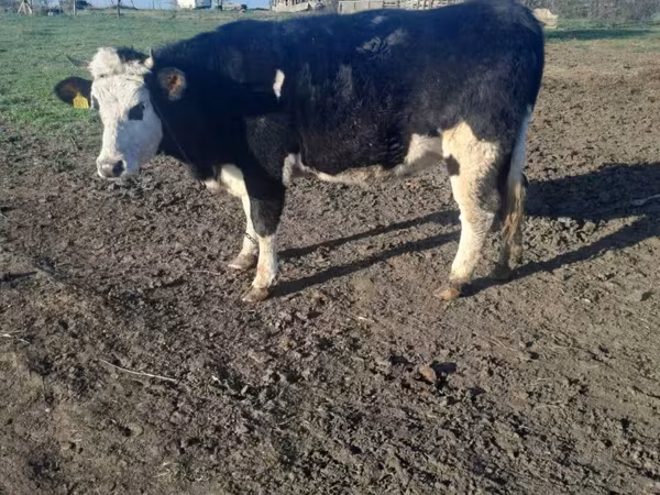 Krava, Simmental cattle