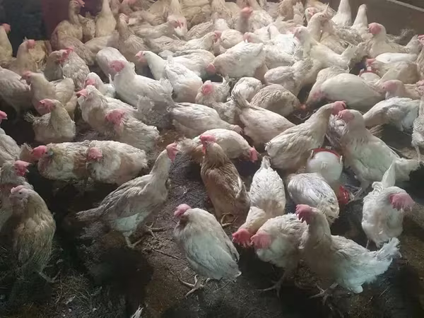 Chickens — Armenia