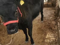 Skot (série, pohlaví neuvedeno), Skot — foto 2