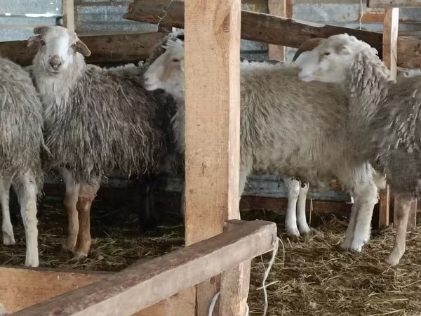 Domba jantan, Sheep