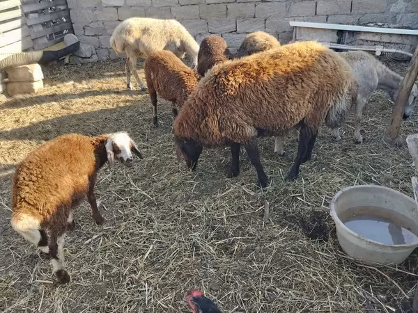 بھیڑیں (گروپ، جنس مذکور نہیں), بھیڑیں