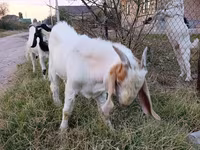 숫염소, Boer goat — 사진 3