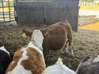 Ko, Simmental cattle — foto 3
