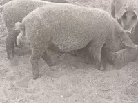 Kanec, Мангалица — foto 3
