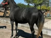 Kuda jantan, Horses — foto 1