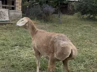 Pecora, Arashan sheep — foto 3