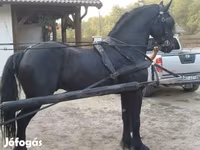 Hing, Friesian — 1. fotó