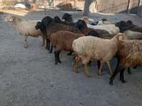 Domba jantan, Sheep — foto 3