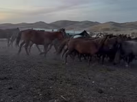 Kuda betina, Kazakh horse — foto 5