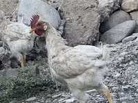 Chickens — fotografija 2